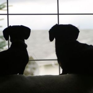 Meet your Posher, Patty